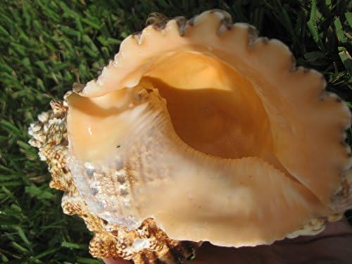 Bursa Buba Seashell ענק מאוקיאנוס השקט, 23 סמ = 9.2 אינץ '
