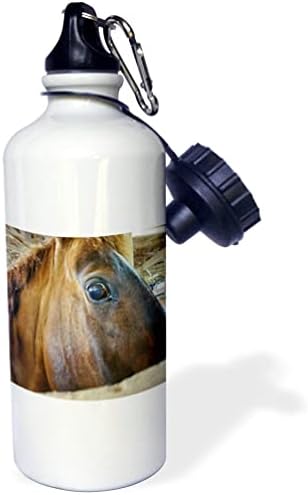 תמונת 3 של המראה המופתע על פני סוס - בקבוקי מים